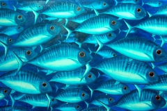 Bluefish IV 1750 x 900 SOLD
