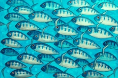 Fish VII 1350 x 930 SOLD