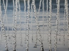 Winter birches Sally 1830 x 900