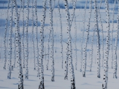 Winter birches (keeping watch) 1750 x 900